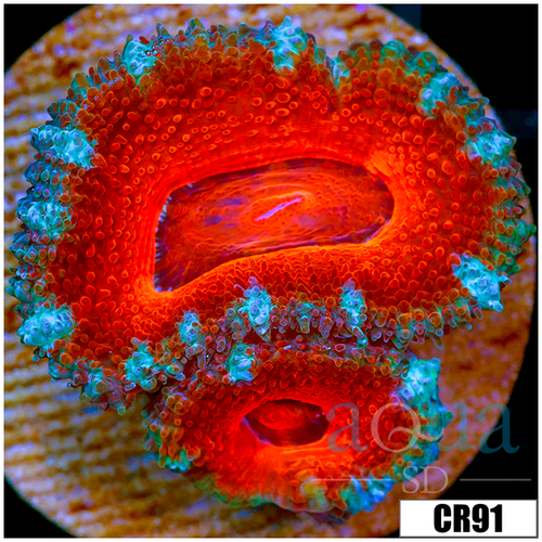 Cultured Teal Claw Acan Lord