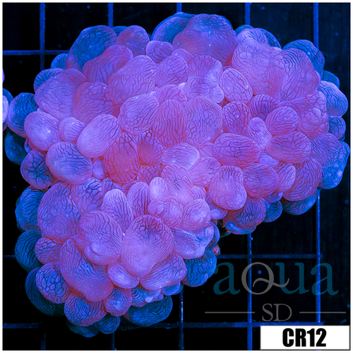 Aussie Bubble Coral