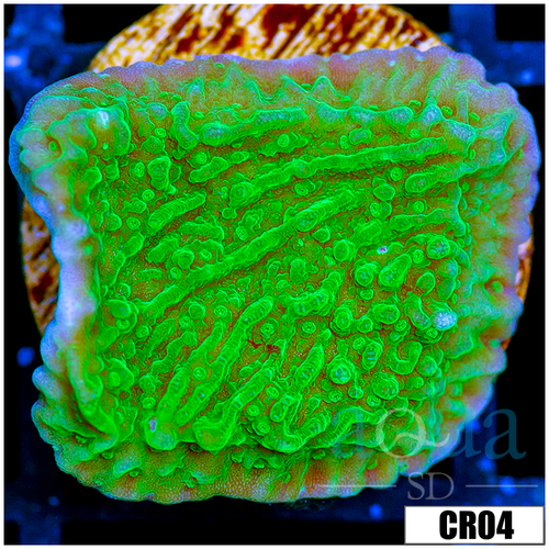 Neon Plating Monti