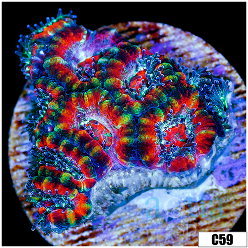 Cultured Rainbow Acan Lord