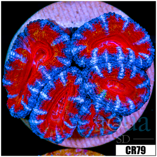 Cultured Teal Claw Acan Lord