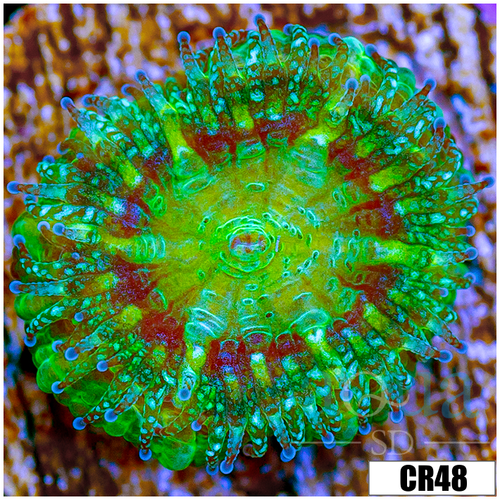 Monsoon Captive Spawned Acan Lord