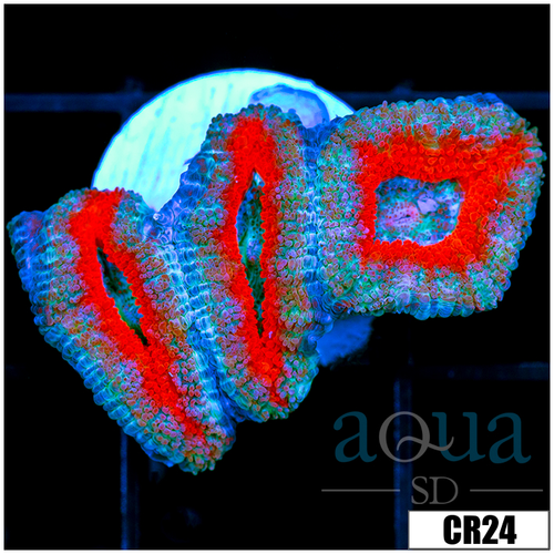 Teal Core Acan Lord