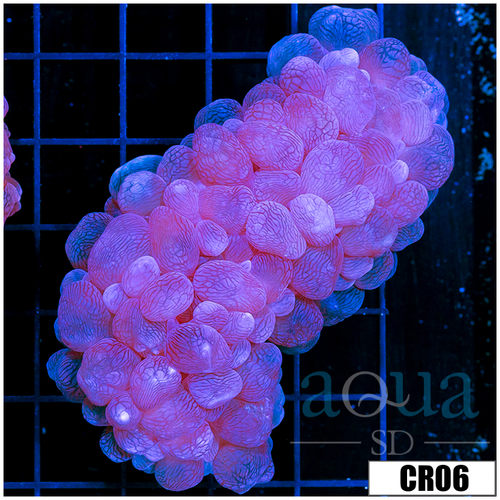 Aussie Bubble Coral