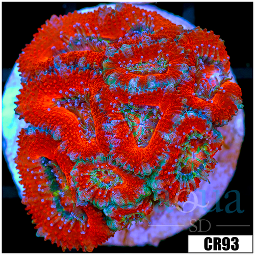 Cultured Red Acan Lord