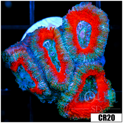 Teal Core Acan Lord