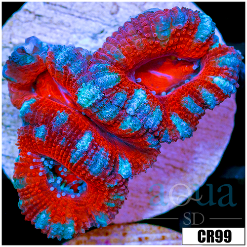 Cultured Teal Claw Acan Lord