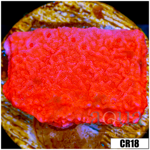 Red Monti Cap