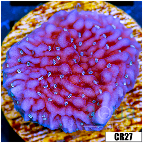Purple Haze Montipora