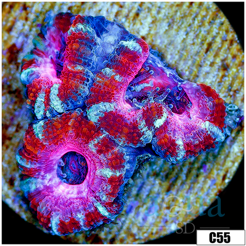 Cultured Pink Peppermint Acan Lord