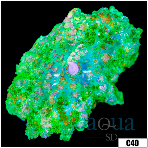 Nuclear Rhodactis Mushroom