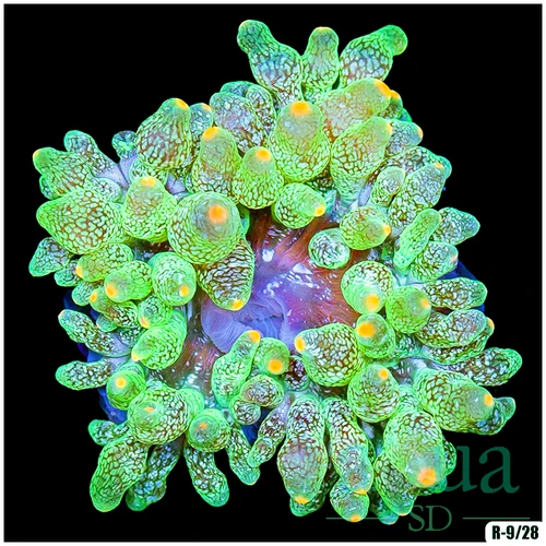 Nuclear Bubble Tip Anemone Not WYSIWYG