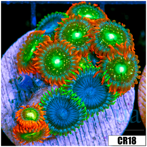 Cultured Zoanthids Combo