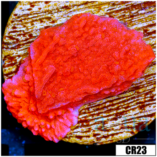 Red Monti Cap