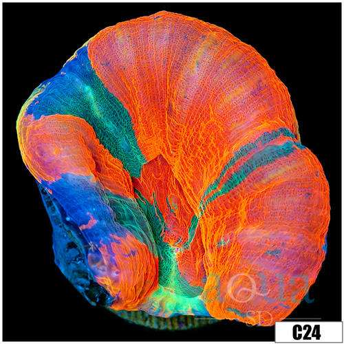 Monsoon Cultured Scoly 2 Inch Frag