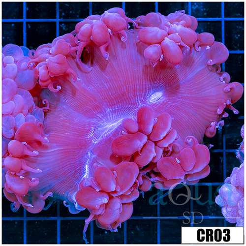 Aussie Bubble Coral