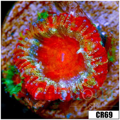 Monsoon Captive Spawned Acan Lord