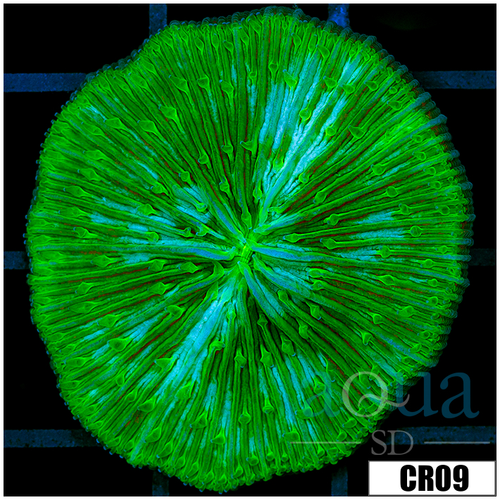 Nuclear Plate Coral