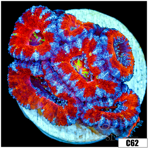 Cultured Rainbow Acan Lord