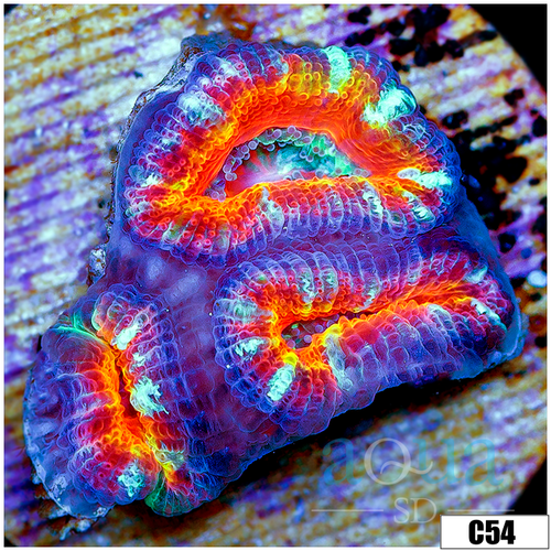 Cultured Rainbow Acan Lord