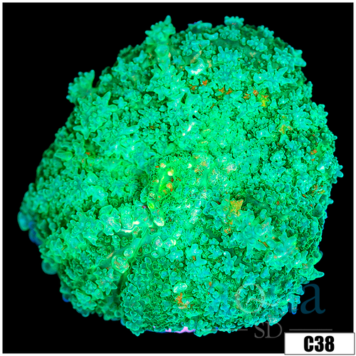 Nuclear Rhodactis Mushroom