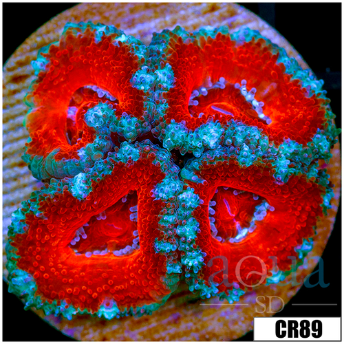 Cultured Teal Claw Acan Lord