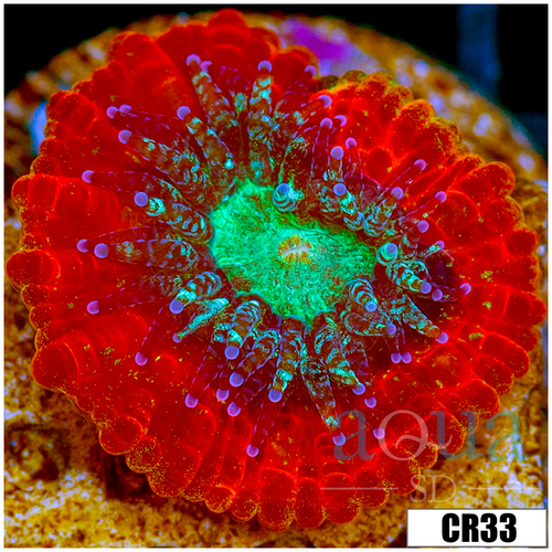 Monsoon Captive Spawned Acan Lord