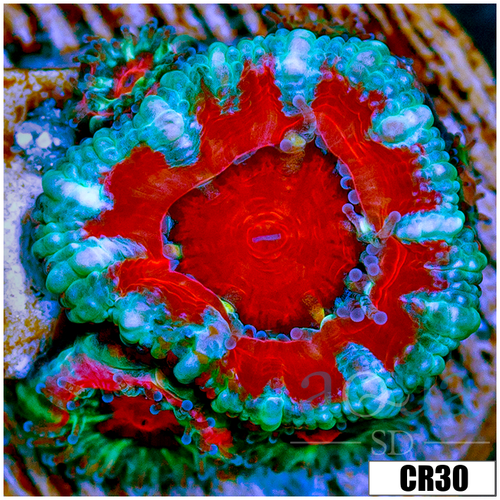 Monsoon Captive Spawned Acan Lord