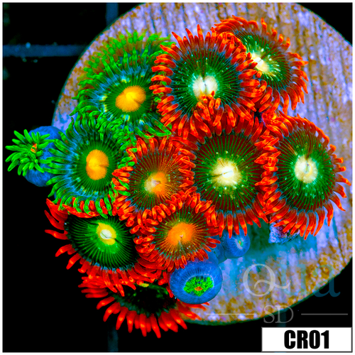 Cultured Zoanthids Combo