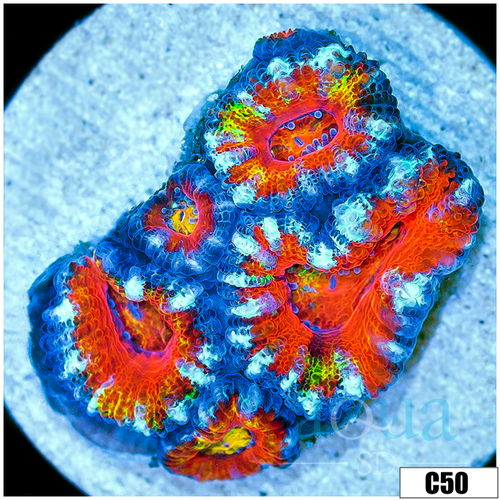 Cultured Rainbow Acan Lord