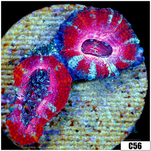 Cultured Pink Peppermint Acan Lord