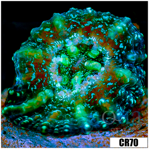 Monsoon Captive Spawned Acan Lord