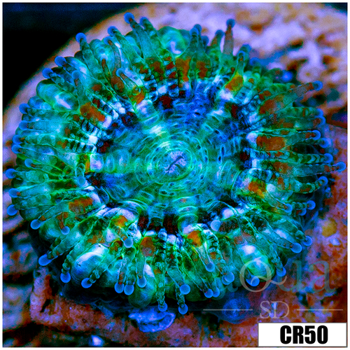 Monsoon Captive Spawned Acan Lord