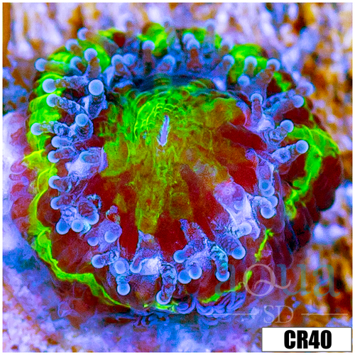 Monsoon Captive Spawned Acan Lord