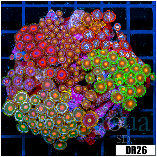 Indo Mixed Zoanthids Colony