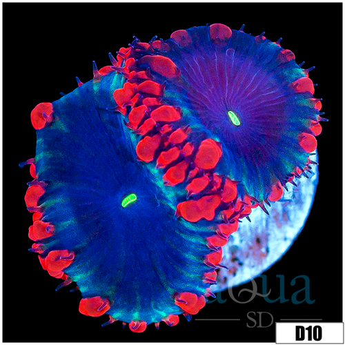 ASD Black Hole Blasto