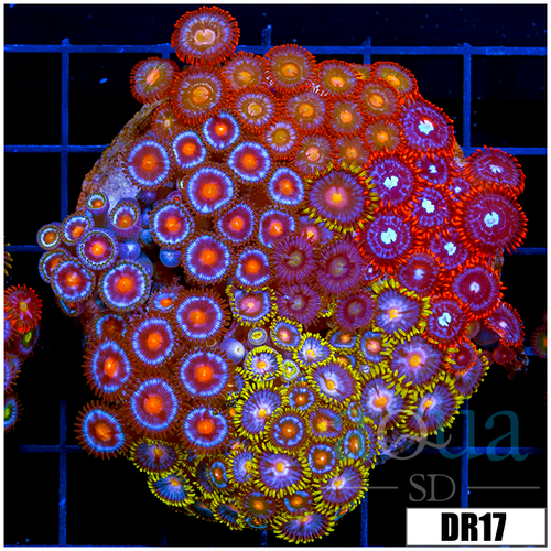 Indo Cultured Mixed Zoanthids Colony