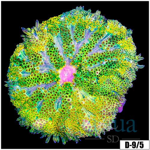 ASD Maxi Mini Carpet Anemone