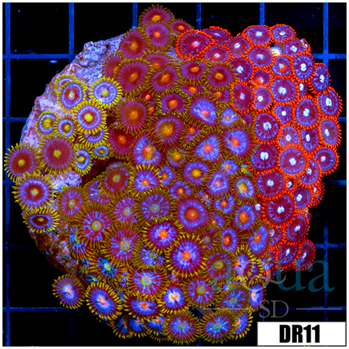 Indo Mixed Zoanthids Colony