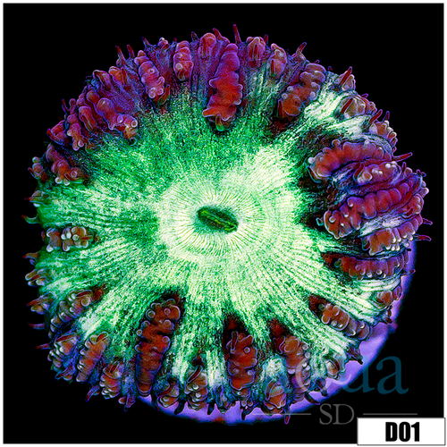 Purple Rim Blasto