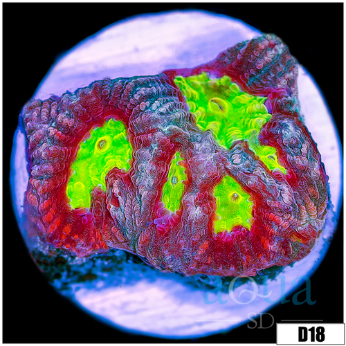 Nuclear Eyes Platy Favia