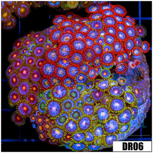 Indo Cultured Mixed Zoanthids Colony