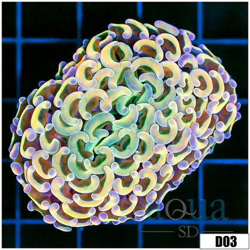 ASD Orange Prismatic Wall Hammer