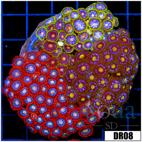 Indo Cultured Mixed Zoanthids Colony