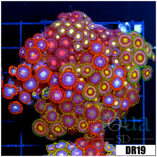 Indo Cultured Mixed Zoanthids Colony