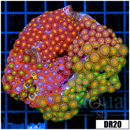 Indo Cultured Mixed Zoanthids Colony