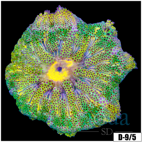 ASD Maxi Mini Carpet Anemone