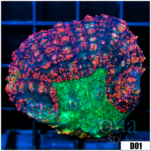 Aussie Ultra Symphyllia Frag