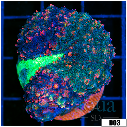 Aussie Ultra Symphyllia Frag