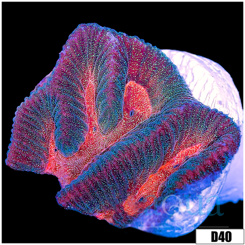 Pink Desire Platy Favia